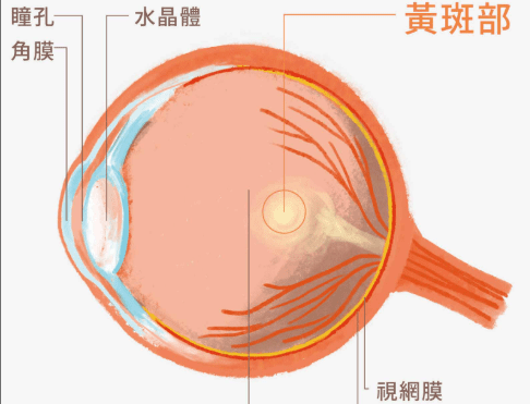 黃斑部病變的定義 黃斑部病變的定義