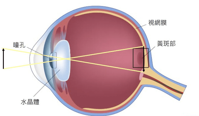 黃斑部病變的診斷與治療改善 黃斑部病變的診斷與治療改善